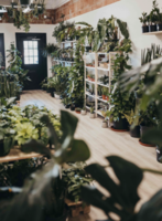 Houseplant Boutique and Flower Store for Sale