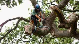 Long Established Tree Removal Co.