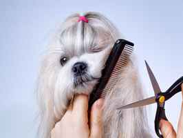 Established Pet Grooming Salon in Hudson Valley