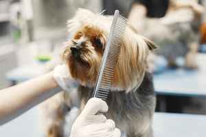 Well Established Pet Services Business for Sale