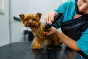 Long-Standing Dog & Cat Grooming, Daycare/Boarding
