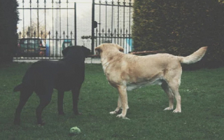 Dog Grooming Booked For The Rest Of 2024