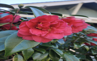 East Bay Landscape Company for Sale