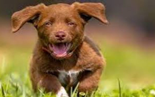 High Cash Flow Pet Business in Texas