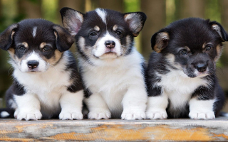 Super Profitable Pet Business in Tampa