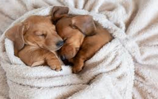 Pet Franchise in the Woodlands area of Houston