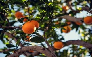 Rooted in Excellence:  Premier Wholesale Plant Nursery