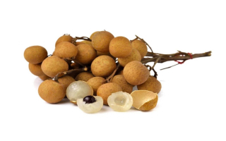 Rooted in Excellence:  Premier Wholesale Plant Nursery