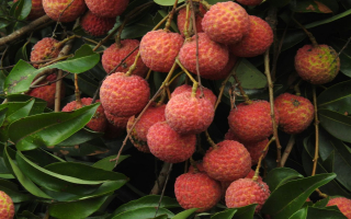 Rooted in Excellence:  Premier Wholesale Plant Nursery