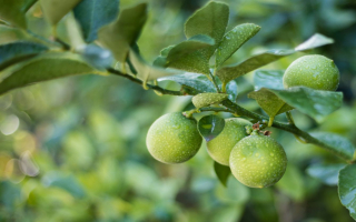 Rooted in Excellence:  Premier Wholesale Plant Nursery