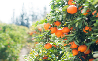 Rooted in Excellence:  Premier Wholesale Plant Nursery