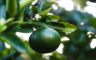 Rooted in Excellence:  Premier Wholesale Plant Nursery