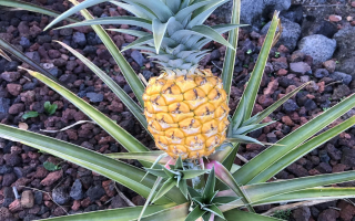 Luxurious Hawaiian Working Farm Retreat