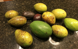 Luxurious Hawaiian Working Farm Retreat