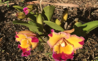 Luxurious Hawaiian Working Farm Retreat