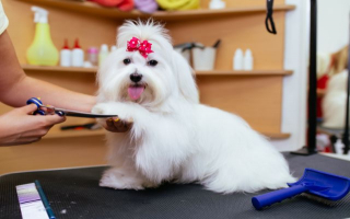New Price - Amazing Pet Supply/Grooming Store