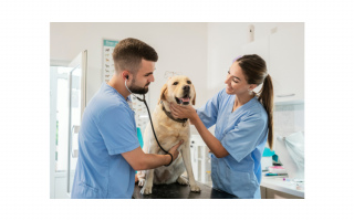 MUST SELL! MAKE OFFER! Vet Practice Asset Sale: