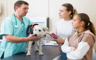 Thriving Legacy Animal Hospital Serving St. Louis Area Ready for Expansion