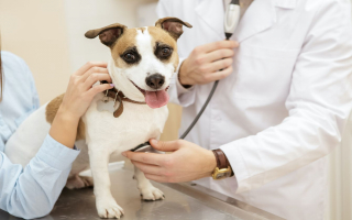Thriving Legacy Animal Hospital Serving St. Louis Area Ready for Expansion