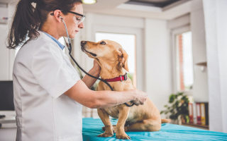 Thriving Legacy Animal Hospital Serving St. Louis Area Ready for Expansion