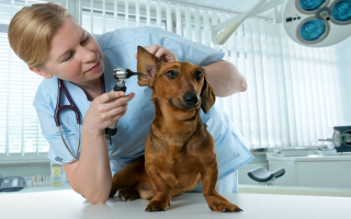 Thriving Legacy Animal Hospital Serving St. Louis Area Ready for Expansion