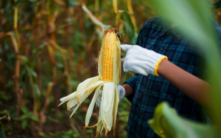 Grain Elevator Business Operation / Real Estate - 1.4M Grain Capacity