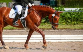 Equestrian Product Manufacturer