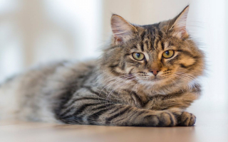 Popular Cat Hotel - Great Locaton
