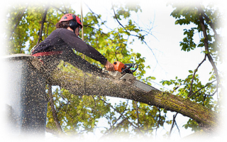 Tree Service & Landscaping Company