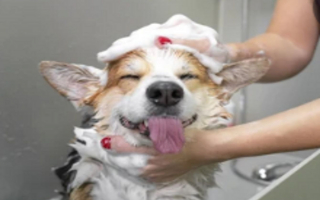 Popular Family-Owned Pet Grooming Service Company