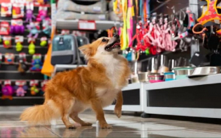 Pre-Qualified Pet Supply Franchise - Two Locations