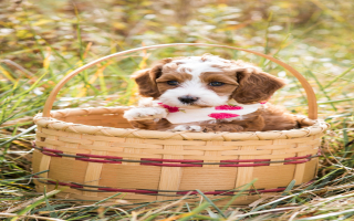 Love dogs? Pet Breeding Business 