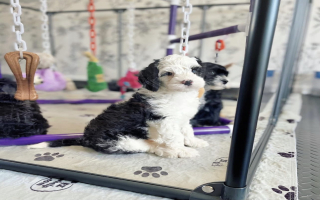 Pet Breeding Business with Unlimited Potential