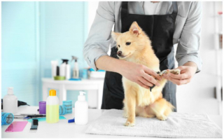 Las Vegas Dog Grooming Business - Seller Financing