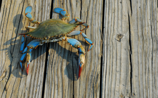 2 Boat Crabbing Business with a Fish Market