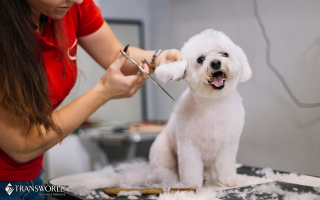 Premium Dog Wash & Spa with Multiple Locations