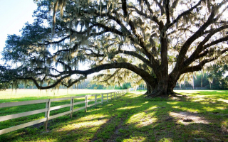 Full Scale Tree Service Company