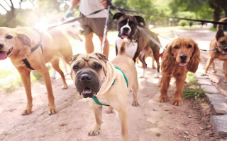 Dog Training & Boarding with $165K SDE Available for $55k Down SBA 55148