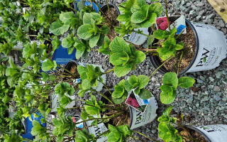 Thriving Turnkey Online Landscaping Supply Business with Proven Success – A Prime Investment Opportunity!