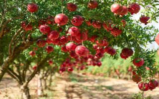 E-Commerce Plant Nursery with $1M Adjusted EBITDA