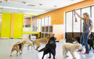 Rare Opportunity: Acquire State-of-the-Art Dog Daycare Franchise in Fort Lauderdale