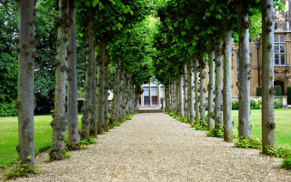 Tree Service Provider serving Washington DC area