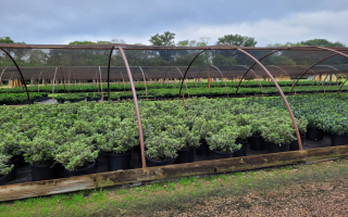 Virginia Wholesale Nursery With 40+ Yr History