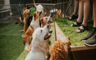 Dog Daycare, Boarding & Grooming