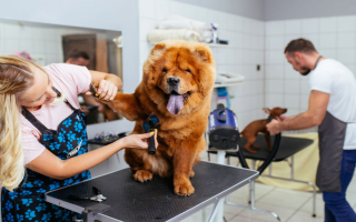 Top Dog Grooming and Daycare Business