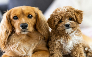 ***SALE PENDING*** Pet Store with Solid Sales History