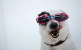 Unique Full Service  Pet Daycare Business for sale