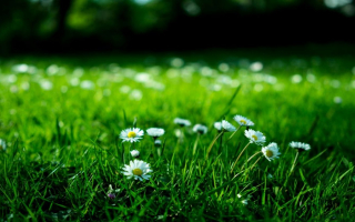 Popular Lawn Care Service Franchise