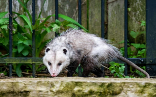 Wildlife and Pest Control Service Business