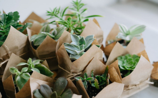 Thriving Boutique for Rare Plants & Botanical Decor – Turnkey Opportunity in Grand Rapids